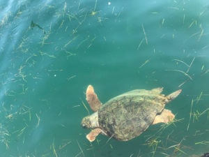 Loggerhead Sea Turtles