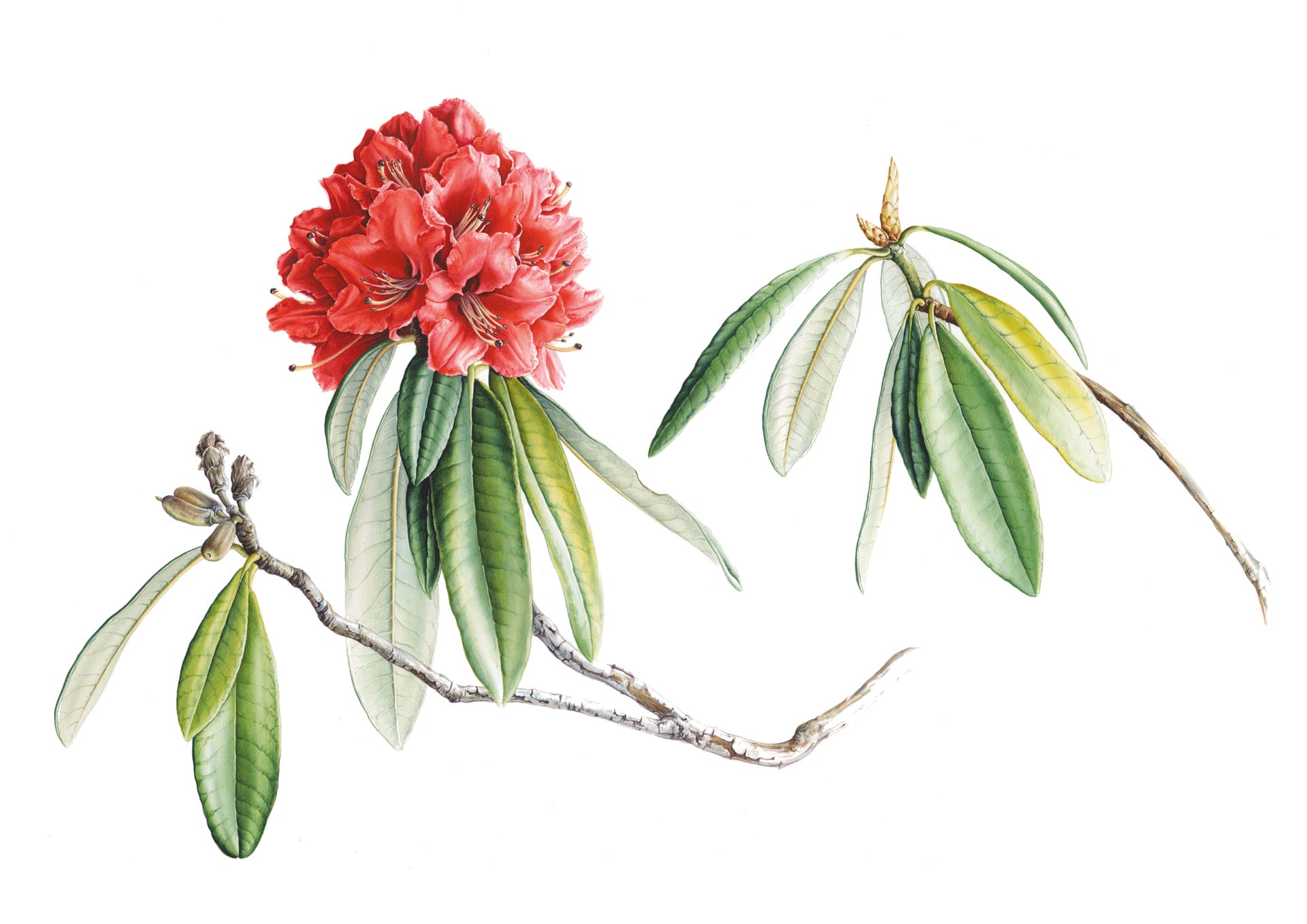 Botanical Illustration