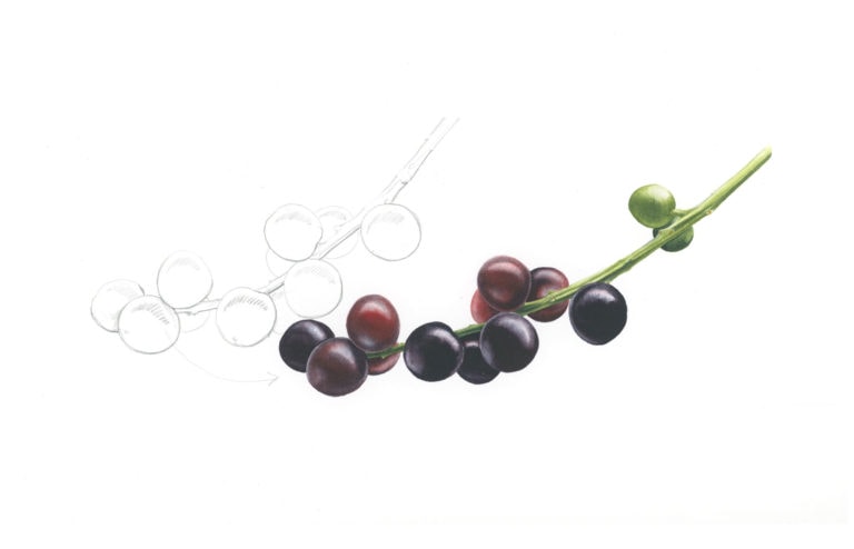 Botanical Illustration