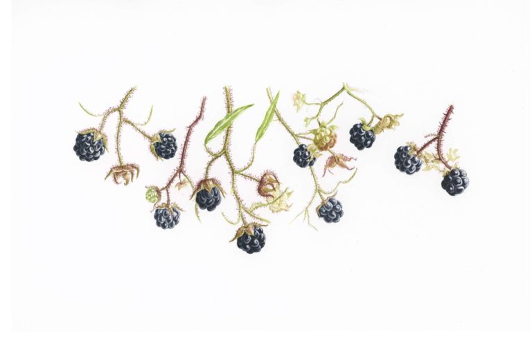 botanical illustration