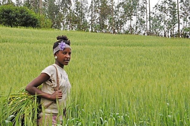 How to achieve resilient livelihoods: Solar irrigation in Southern Ethiopia