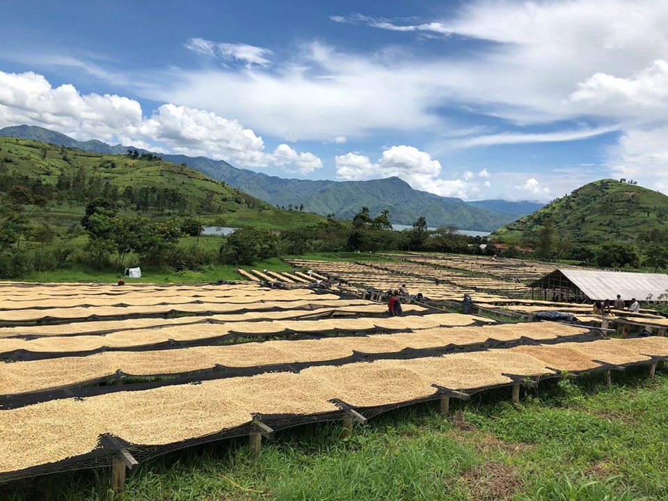 Agriterra supports coffee cooperatives in Kivu, DR Congo.
