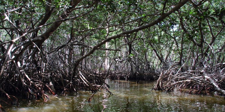 The World’s Largest Mangrove Forest Is Shrinking