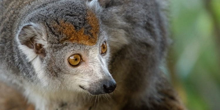 Biodiversity Crisis: One in Five Animals Traded Globally