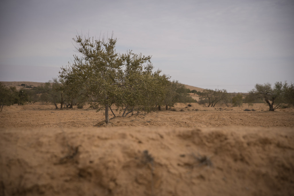 Olive trees farming - Tunisia