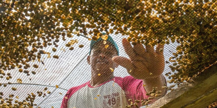 In Tough Conditions, This Nicaraguan Cooperative Blossoms