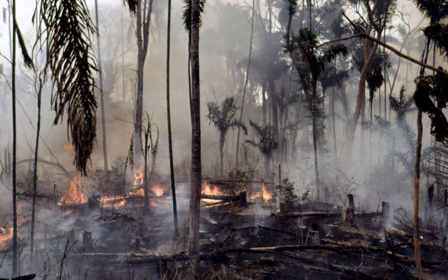 biodiversity loss