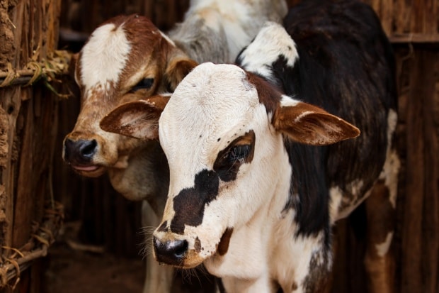 Guiding investments in climate-smart livestock systems in East Africa