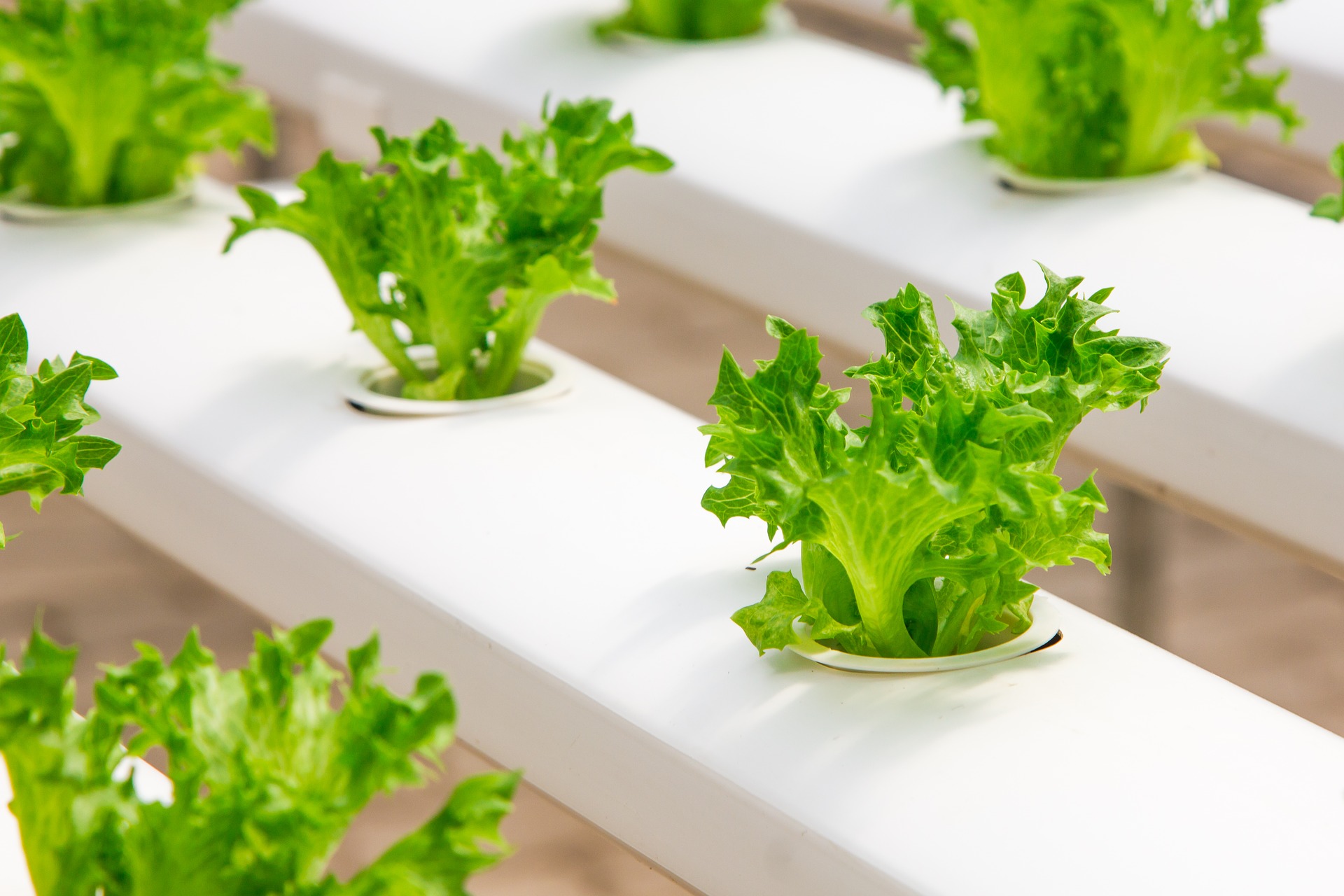 Indoor Farming