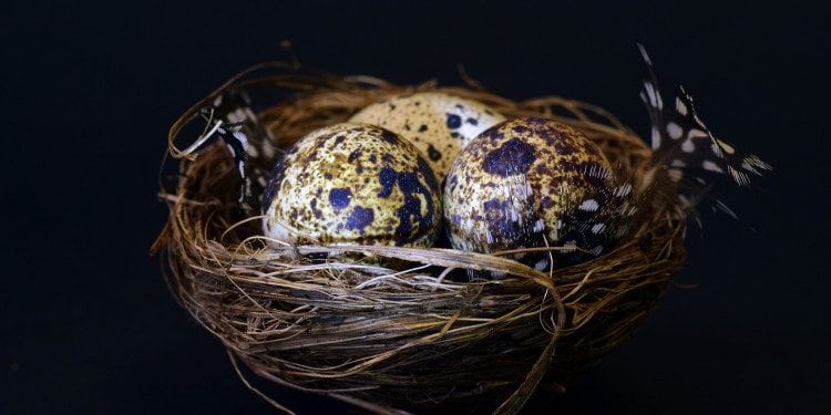 Quail Production in Burkina Faso Is Taking Its First Faltering Steps