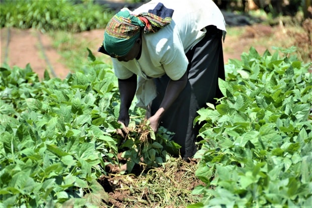 Enhancing capacity for resilient agriculture planning and programming in Kenya