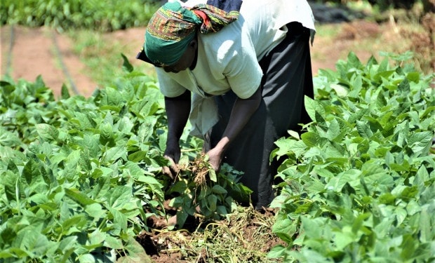 Enhancing capacity for resilient agriculture planning and programming in Kenya