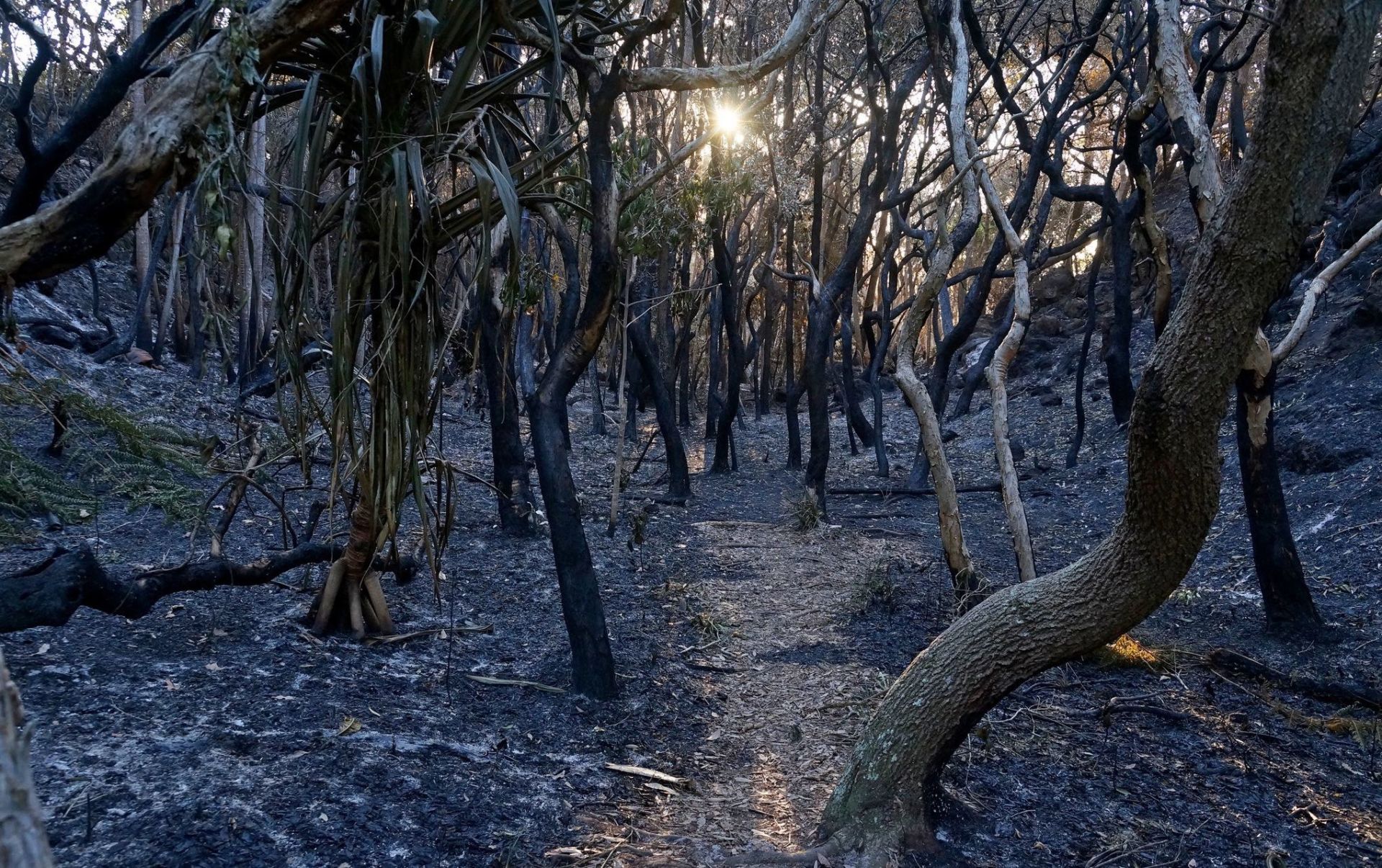Devastating Bushfires in Australia Punctuate an Era of Political Complacency