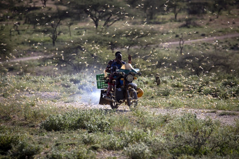 A motorcyclist driving through a desert locust swarm in Kenya.
