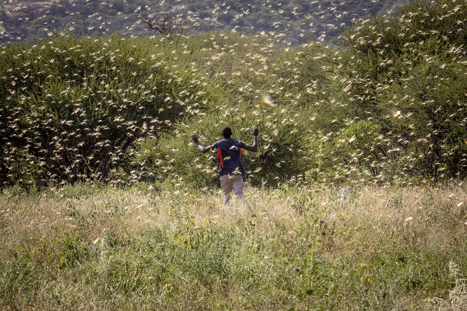 Desert Locusts Unleash Mayhem in the Horn of Africa