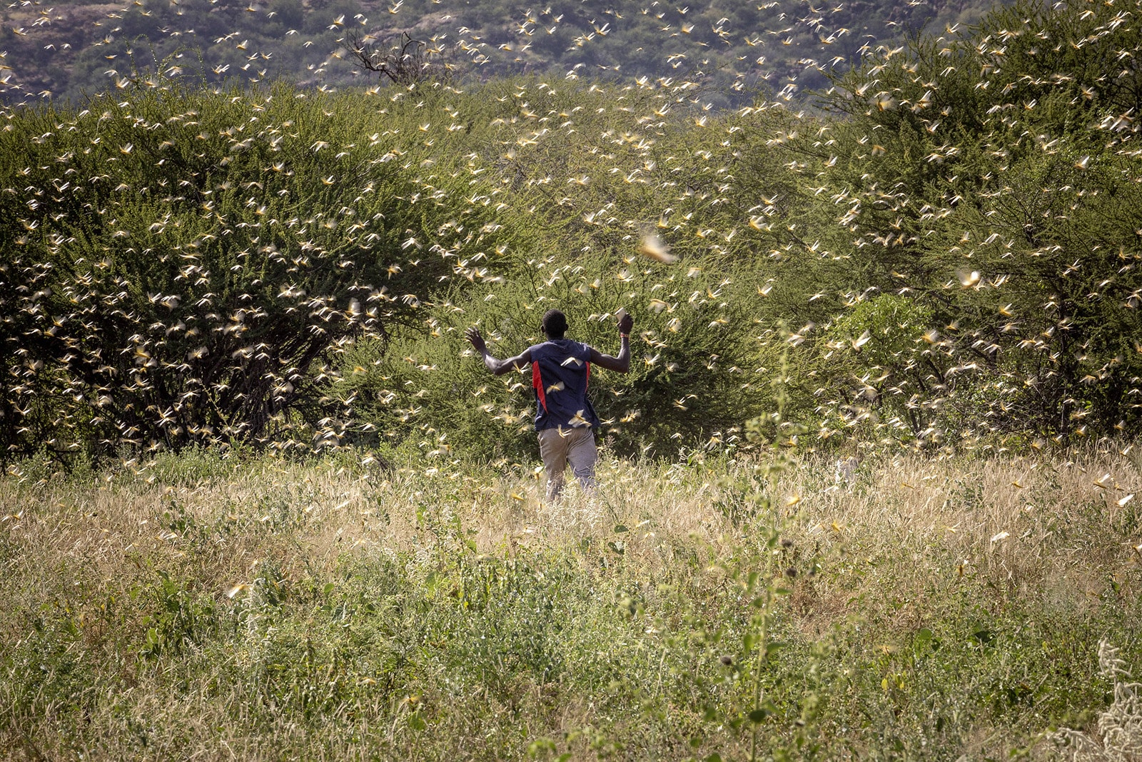 Desert Locusts Unleash Mayhem in the Horn of Africa