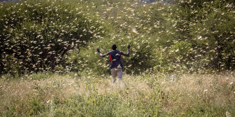 Desert Locusts Unleash Mayhem in the Horn of Africa