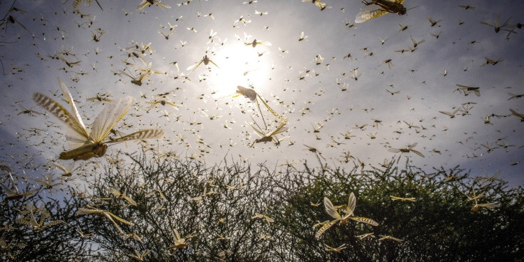22 January 2020, Samburu County, Ololokwe, Kenya - A locust swarm takes to the sky in a recent upsurge in northeastern Kenya. The United Nations Food and Agriculture Organization (FAO) warned that the desert locust swarms that have already reached Somalia, Kenya and Ethiopia could spill over into more countries in East Africa destroying hundreds of thousands of acres of crops.