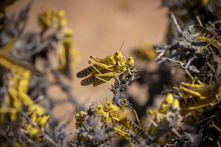 Desert locusts mating