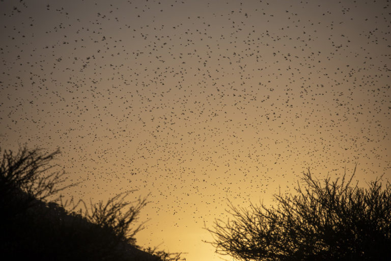A desert locust swarm in the sky in northeastern Kenya.
