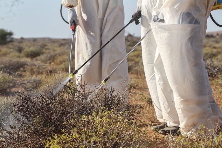 Men wearing pesticide suits spray plants with pesticide on a farm on the outskirts of Garowe, Puntland State, Somalia.