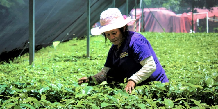 Triunfo Verde: Preserving Local Ecosystems Through Economic Opportunity in Mexico