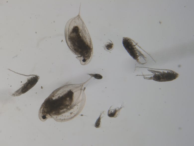 Zooplankton and Water Quality: Here are the facts