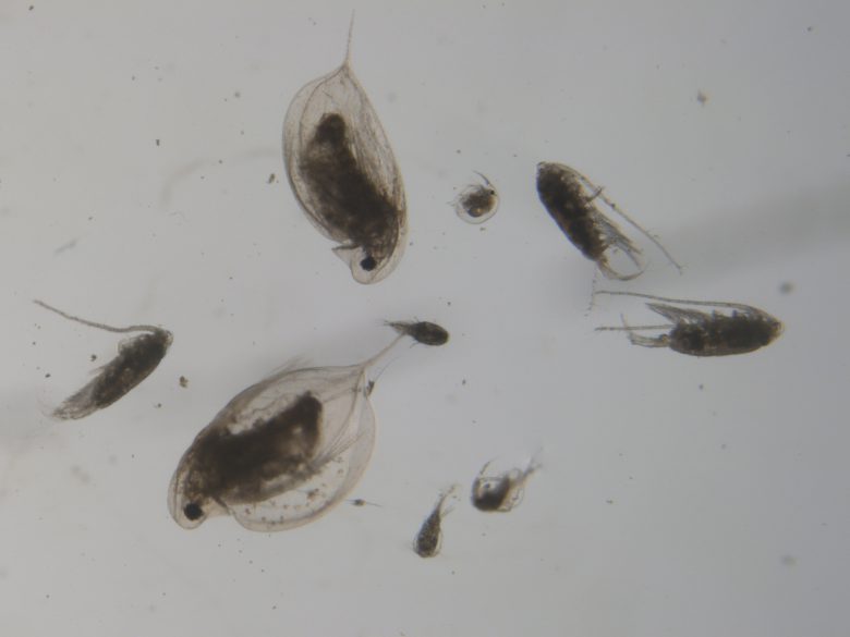 Zooplankton and Water Quality: Here are the facts