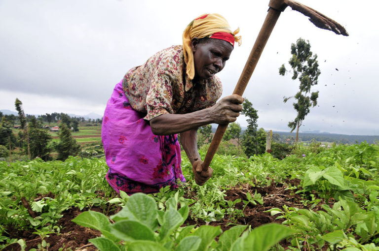 A farmer at work in Kenya's Mount Kenya region.