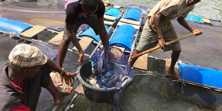 Agri-food Systems: How the United Nations Helps in SDG Compliance