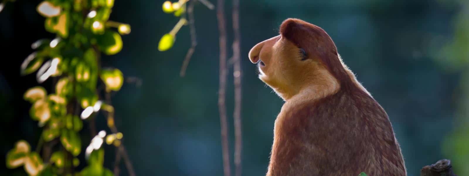 Biodiversity Talks: Kickstarting a Paris-style Nature Agreement?