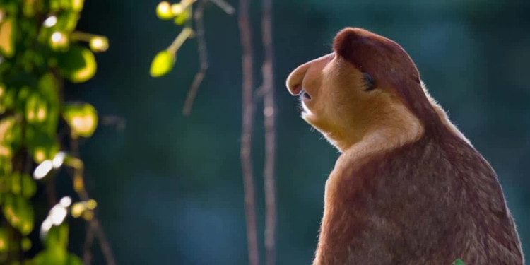 Biodiversity Talks: Kickstarting a Paris-style Nature Agreement?