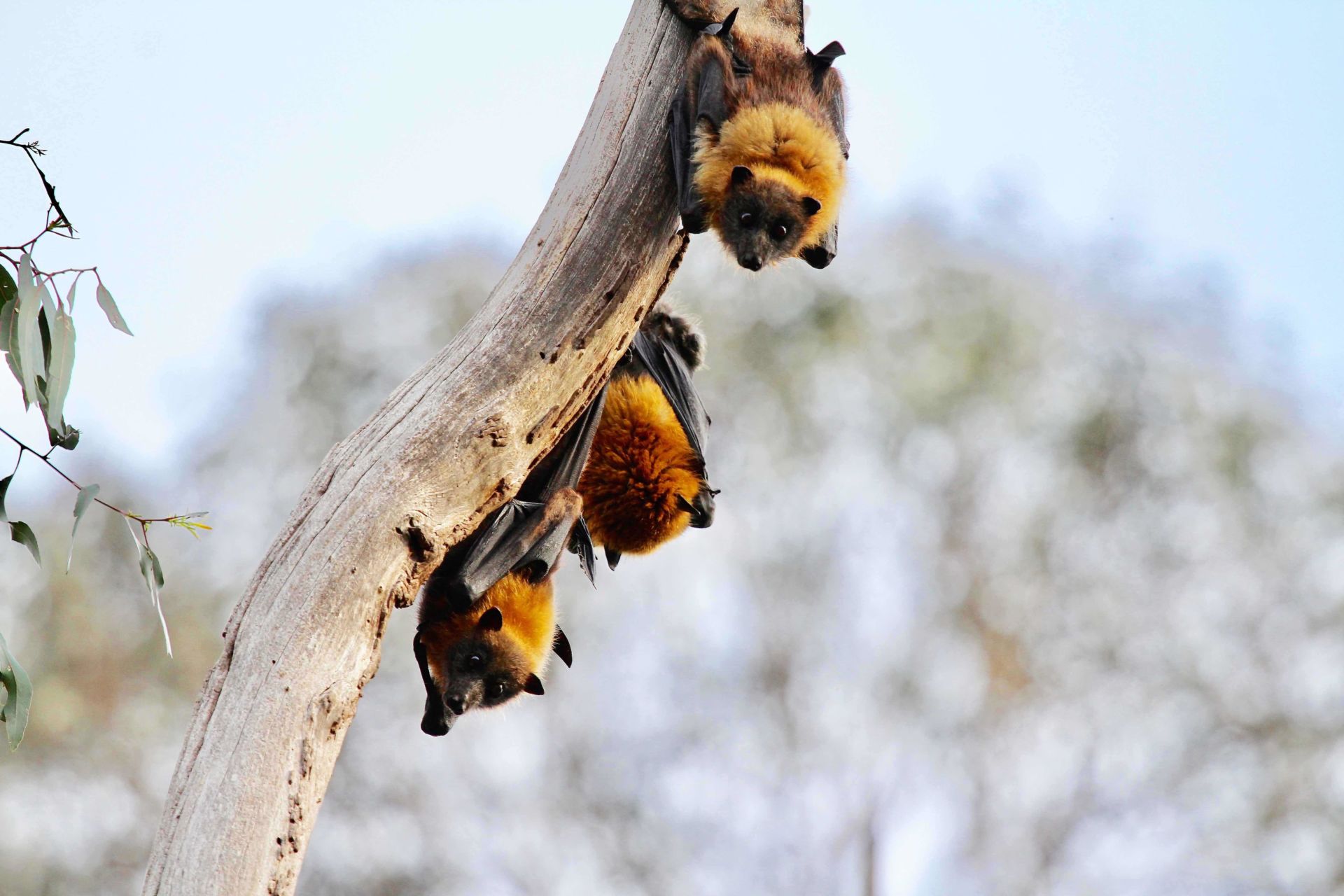 How Lilongwe’s Bats Are Contributing to National Biodiversity Planning