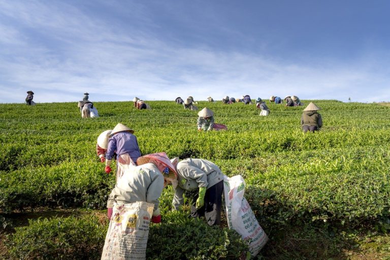 Women Farmers Vietnam
