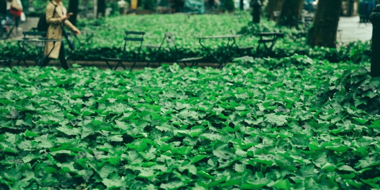 The Importance of Connecting People With Nature in Times of Social Isolation