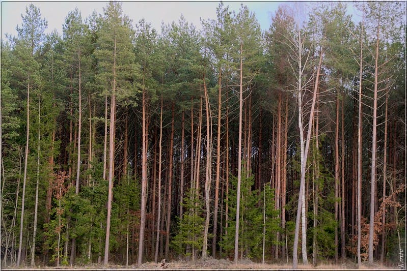 Reforestation: The New Norm