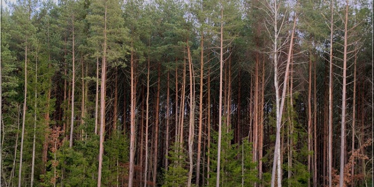 Reforestation: The New Norm