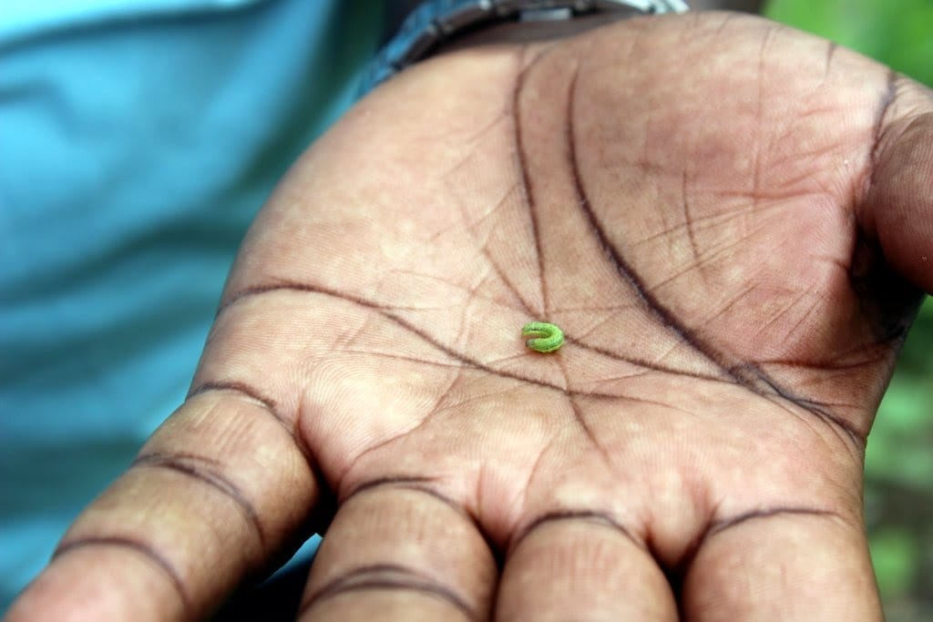 Fall Armyworm Escalates Africa’s Vulnerability 