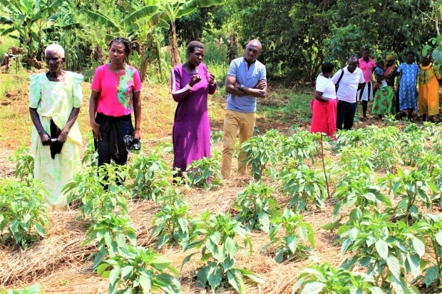 Learning to grow vegetables: A novel way to transfer knowledge in Hoima, Uganda