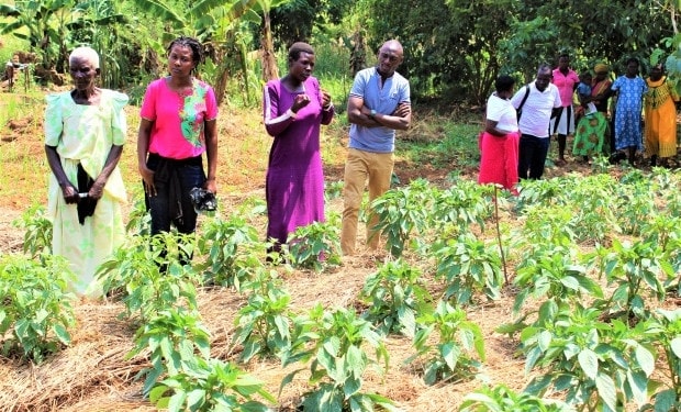 Learning to grow vegetables: A novel way to transfer knowledge in Hoima, Uganda