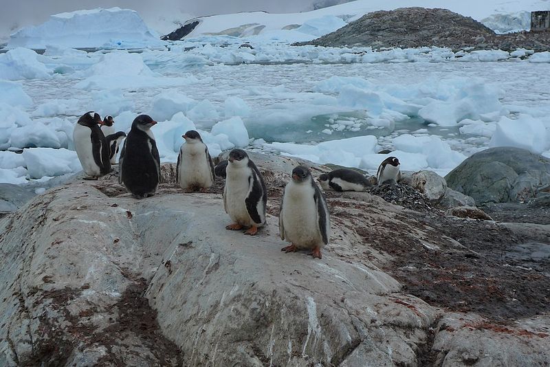 How You Can Watch Penguins From Home and Help Save Antarctica