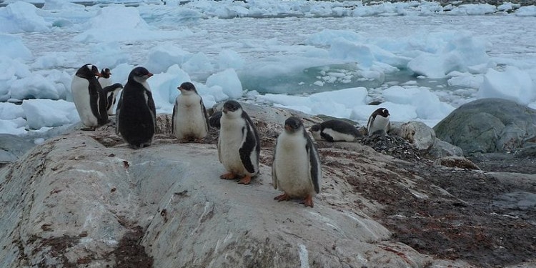 How You Can Watch Penguins From Home and Help Save Antarctica
