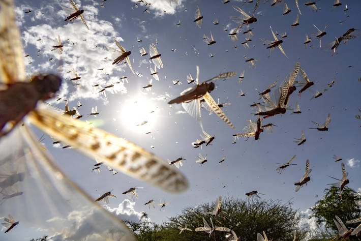 A Pandemic like COVID-19: Locusts in East Africa
