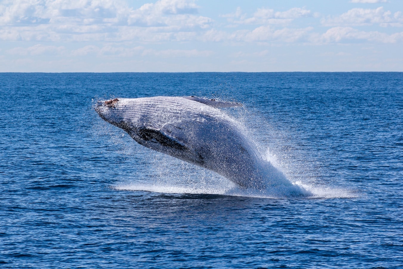 Blue Whales are Making a Comeback in the Atlantic