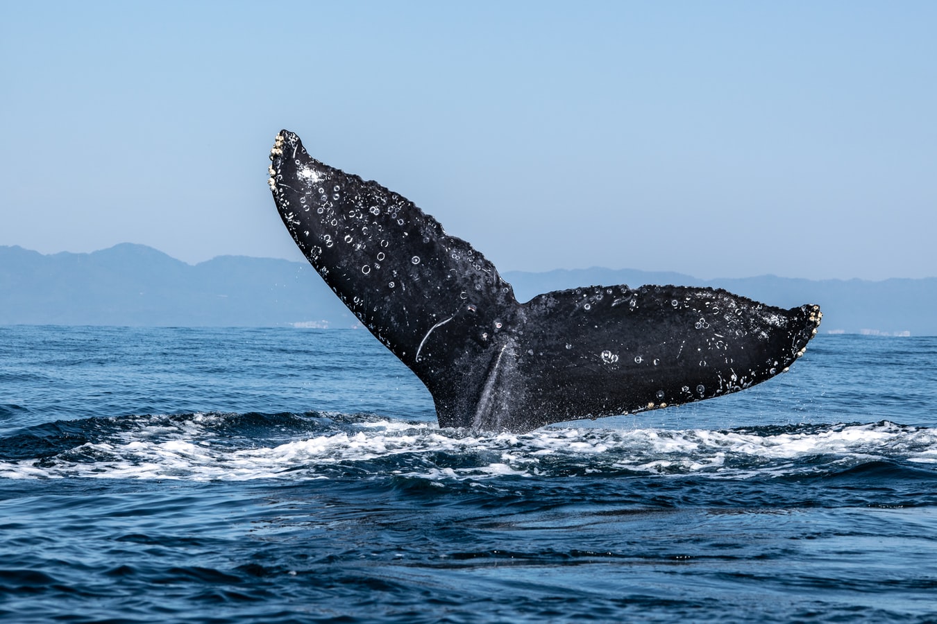 Blue Whale