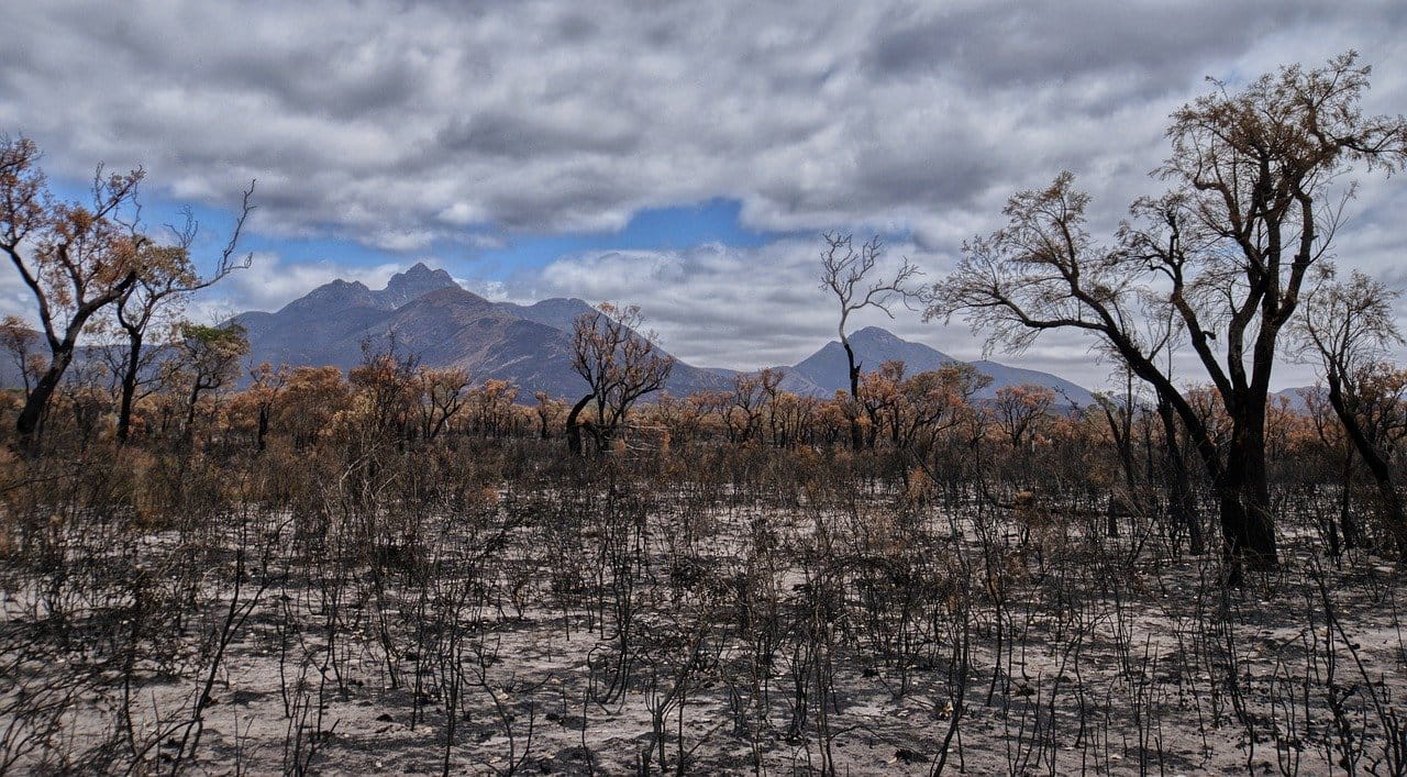 After the Fires: Rewilding Australia and Renewing Australian Agriculture