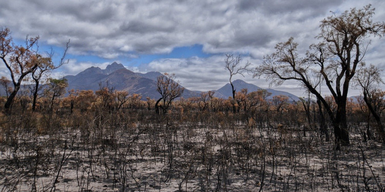 In the Photo: Bushfires, Photo Credit: Terri Sharp/PixaBay