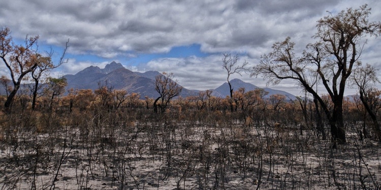 After the Fires: Rewilding Australia and Renewing Australian Agriculture