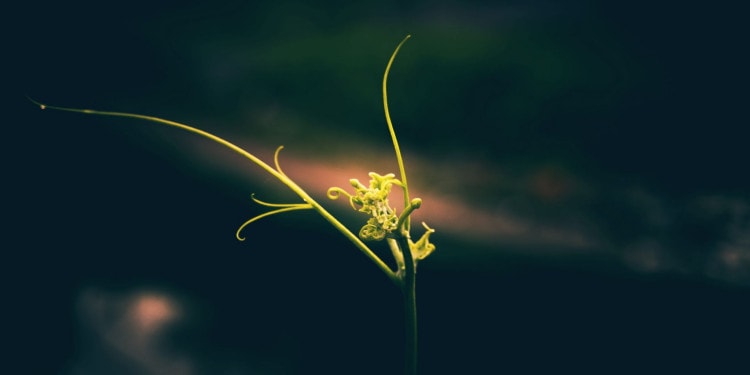 A Silent Spring Has Fallen Upon Us, It’s Time to Listen so That We Can Emerge With Dignity