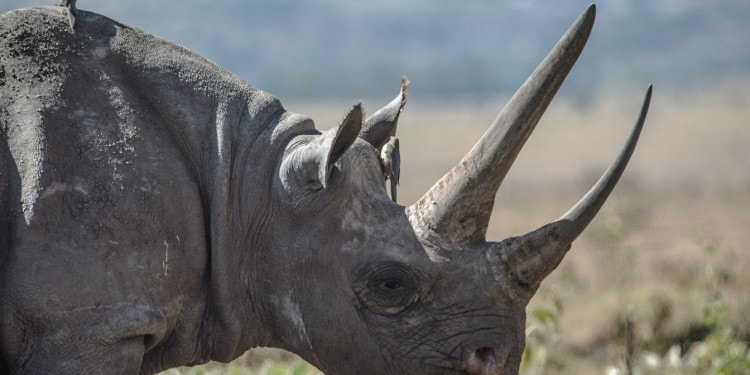 Amid COVID-19 Lockdowns, Poaching Could Rise